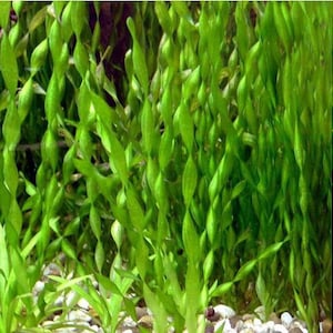 BUY 2 GET 1 FREE Corkscrew Val! (Vallisneria Contortionist)-Easy Live Aquarium Pond Aquatic Plant