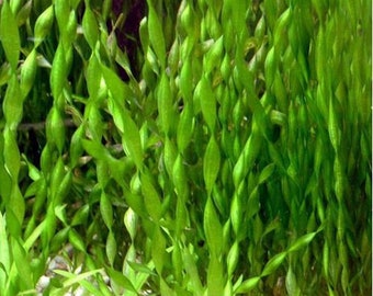 BUY 2 GET 1 FREE Corkscrew Val! (Vallisneria Contortionist)-Easy Live Aquarium Pond Aquatic Plant