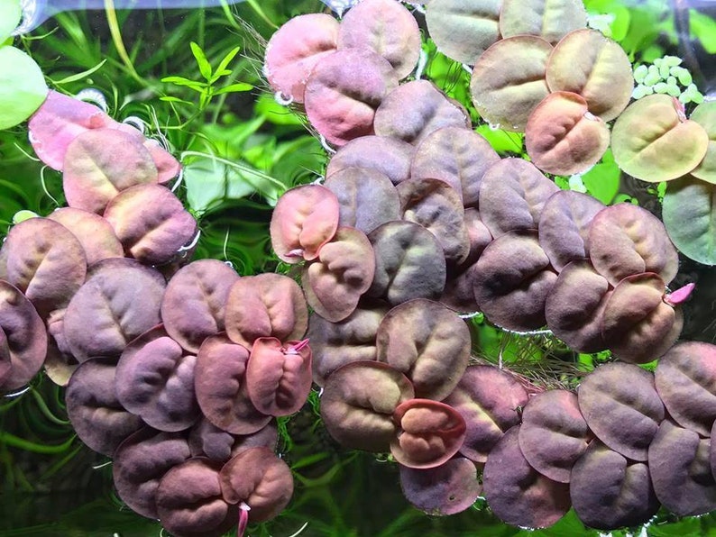 Red Root Floater (Phyllanthus Fluitans) grows quickly and efficiently, covering the water surface to prevent excessive light penetration. This shading effect helps control algae growth and maintain water quality in your aquatic setup.