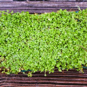 BUY 2 GET 1 FREE Plants on Mats Monte Carlo Micranthemum Tweediei on Weighted Mat-Easy Live Aquarium Pond Aquatic Plant image 6