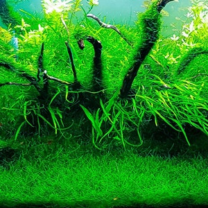 BUY 2 GET 1 FREE Java Moss Vesicularia DubyanaEasy Live Aquarium Pond Aquatic Plant image 2