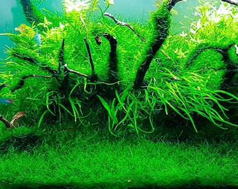 BUY 2 GET 1 FREE Java Moss (Vesicularia Dubyana)-Easy Live Aquarium Pond Aquatic Plant