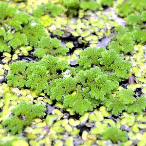 BUY 2 GET 1 FREE Large Portion Azolla Filiculoides Fairy Moss, Mosquito FernEasy Live Aquarium Pond Aquatic Plant image 4