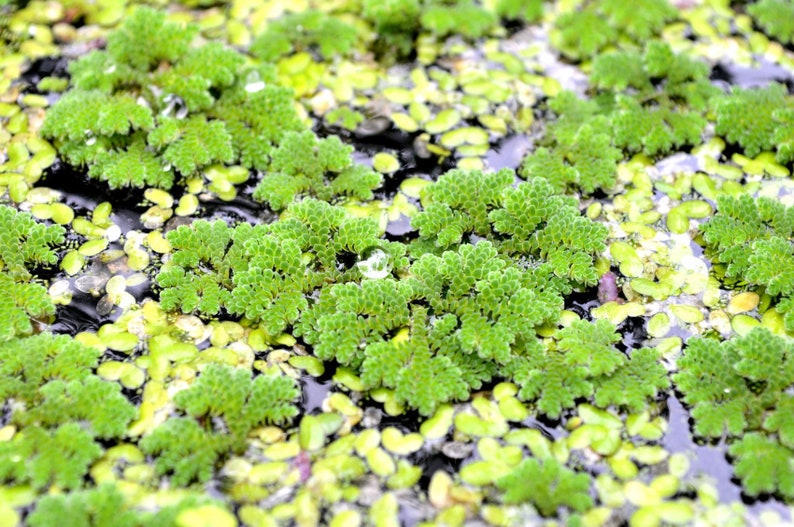 BUY 2 GET 1 FREE Large Portion Azolla Filiculoides Fairy Moss, Mosquito FernEasy Live Aquarium Pond Aquatic Plant image 4