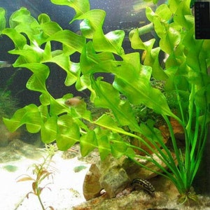 BUY 2 GET 1 FREE Aponogeton UlvaceusEasy Live Aquarium Pond Aquatic Plant image 1