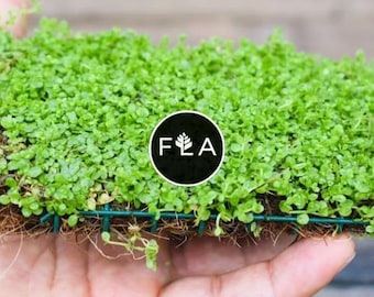 BUY 2 GET 1 FREE Plants on Mats! Monte Carlo (Micranthemum Tweediei) on Weighted Mat-Easy Live Aquarium Pond Aquatic Plant