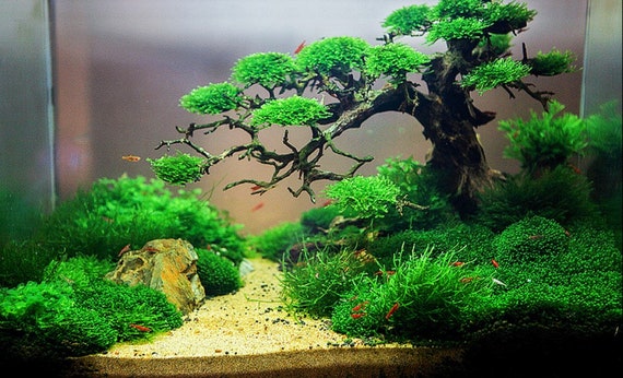 1 Live Marimo Moss Ball, Aquarium Decoration, Not Fake