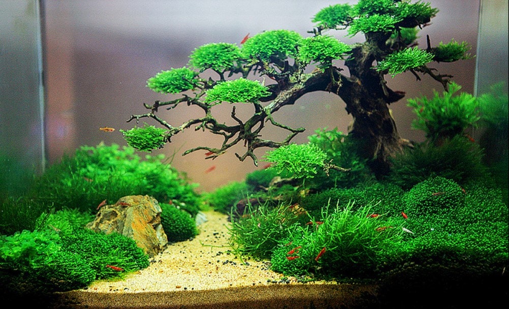 Bonsai fish tank clearance decorations