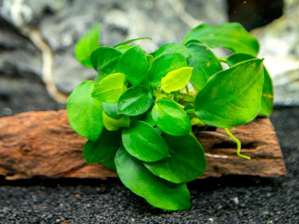 Aquatic Plants — Florida Aquascaping