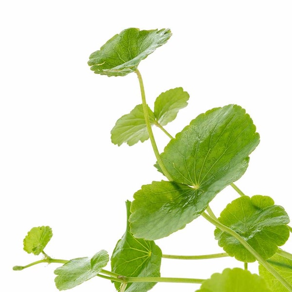 BUY 2 GET 1 FREE Brazilian Pennywort (Hydrocotyle Leucocephala)-Easy Live Aquarium Pond Aquatic Plant