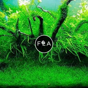 BUY 2 GET 1 FREE Java Moss (Vesicularia Dubyana)-Easy Live Aquarium Pond Aquatic Plant