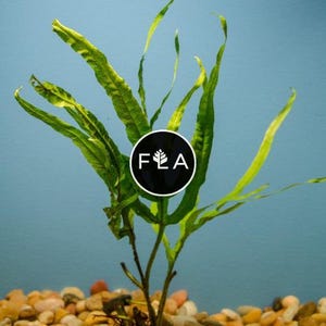 BUY 2 GET 1 FREE Java Fern "Trident" (Microsorium pteropus) -Easy Live Aquarium Pond Aquatic Plant