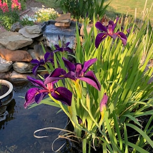 May include: Purple irises bloom in a garden pond with a small waterfall in the background. The flowers are in full bloom and have a deep purple color. The pond is surrounded by rocks and green plants.