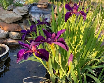 BUY 2 GET 1 FREE Iris 'Black Gamecock' (Louisiana Iris)-Live Aquatic Marginal Starter Plant for Water Gardens, Ponds and Aquascapes