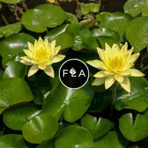 Dwarf Water Lily Seeds - Etsy