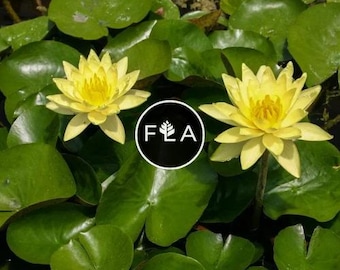 BUY 2 GET 1 FREE Nymphaea "Hardy Yellow" Water Lily (Full Grown!)-Easy Live Aquarium Pond Aquatic Plant