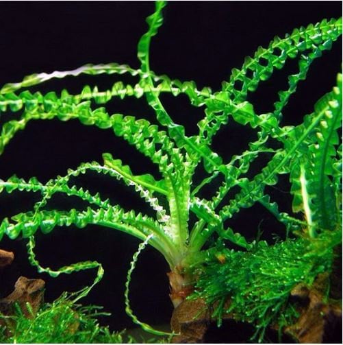 Aquatic Plants — Florida Aquascaping