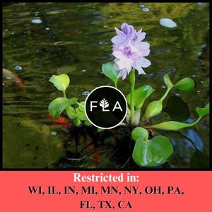 BUY 2 GET 1 FREE Water Hyacinth (Pontederia crassipes)-Easy Live Aquarium Pond Aquatic Plant image 1