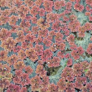 BUY 2 GET 1 FREE Large Portion Azolla Filiculoides Fairy Moss, Mosquito FernEasy Live Aquarium Pond Aquatic Plant image 3