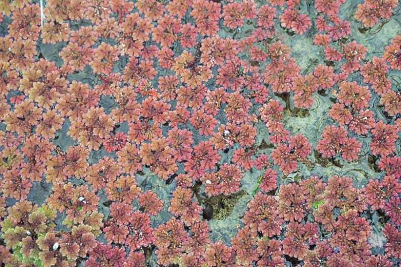 BUY 2 GET 1 FREE Large Portion Azolla Filiculoides Fairy Moss, Mosquito FernEasy Live Aquarium Pond Aquatic Plant image 3