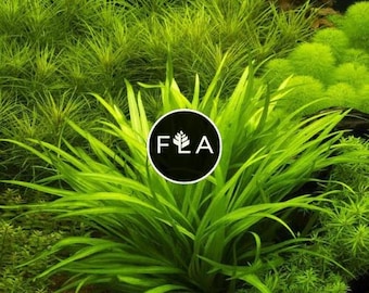 Echinodorus quadricostatus (Echinodorus quadricostatus): Planta acuática fácil de cultivar para estanques y acuarios.