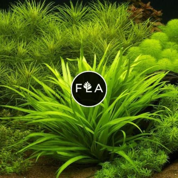 BUY 2 GET 1 FREE Broadleaf Chain Sword (echinodorus Quadricostatus