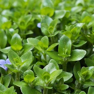 BUY 2 GET 1 FREE Bacopa Caroliniana Lemon BacopaEasy Live Aquarium Pond Aquatic Plant image 5