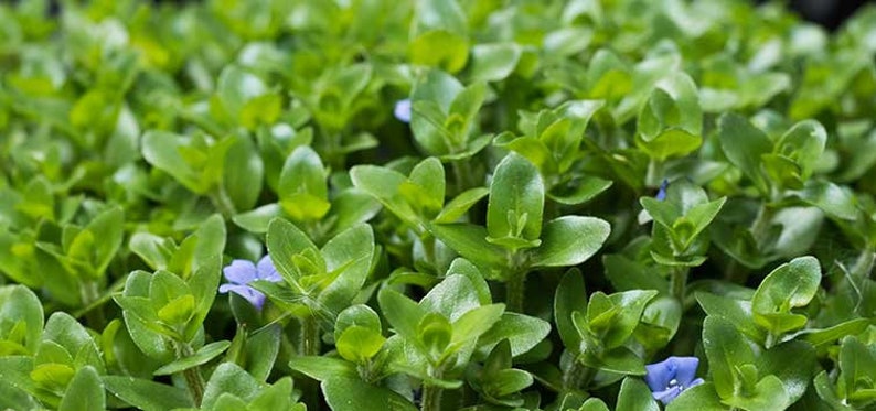 BUY 2 GET 1 FREE Bacopa Caroliniana Lemon BacopaEasy Live Aquarium Pond Aquatic Plant image 5