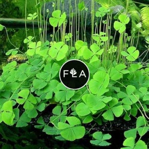 BUY 2 GET 1 FREE Dwarf 4 Leaf Water Clover (Marsilea Crenata)-Easy Live Aquarium Pond Aquatic Plant