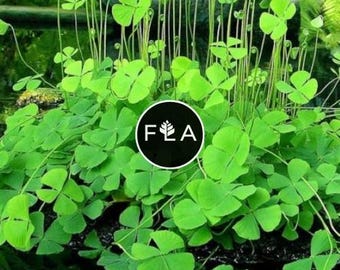 BUY 2 GET 1 FREE Dwarf 4 Leaf Water Clover (Marsilea Crenata)-Easy Live Aquarium Pond Aquatic Plant