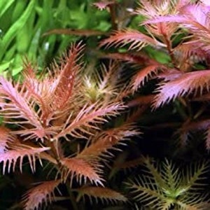 May include: A close-up of a vibrant red aquatic plant with feathery leaves. The plant is growing in a tank with a green background.
