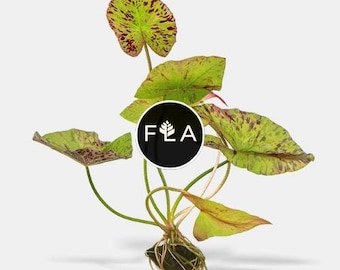 BUY 2 GET 1 FREE Tiger Lotus (Nymphaea zenkeri)-Easy Live Aquarium Pond Aquatic Plant