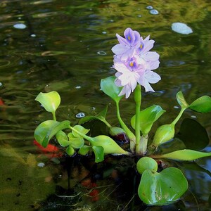BUY 2 GET 1 FREE Water Hyacinth (Pontederia crassipes)-Easy Live Aquarium Pond Aquatic Plant image 4
