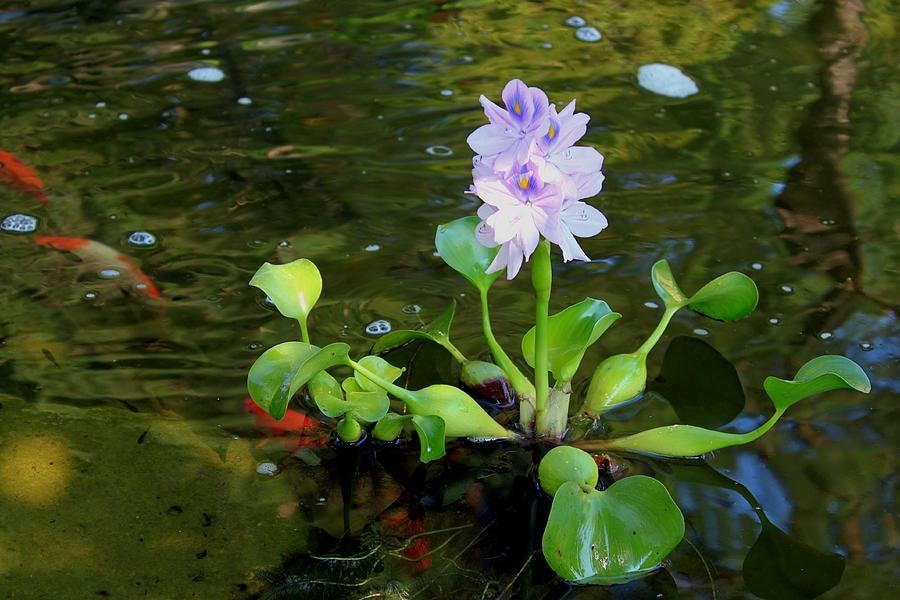 BUY 2 GET 1 FREE Water Hyacinth (pontederia Crassipes)-easy Live Aquarium  Pond Aquatic Plant - Etsy