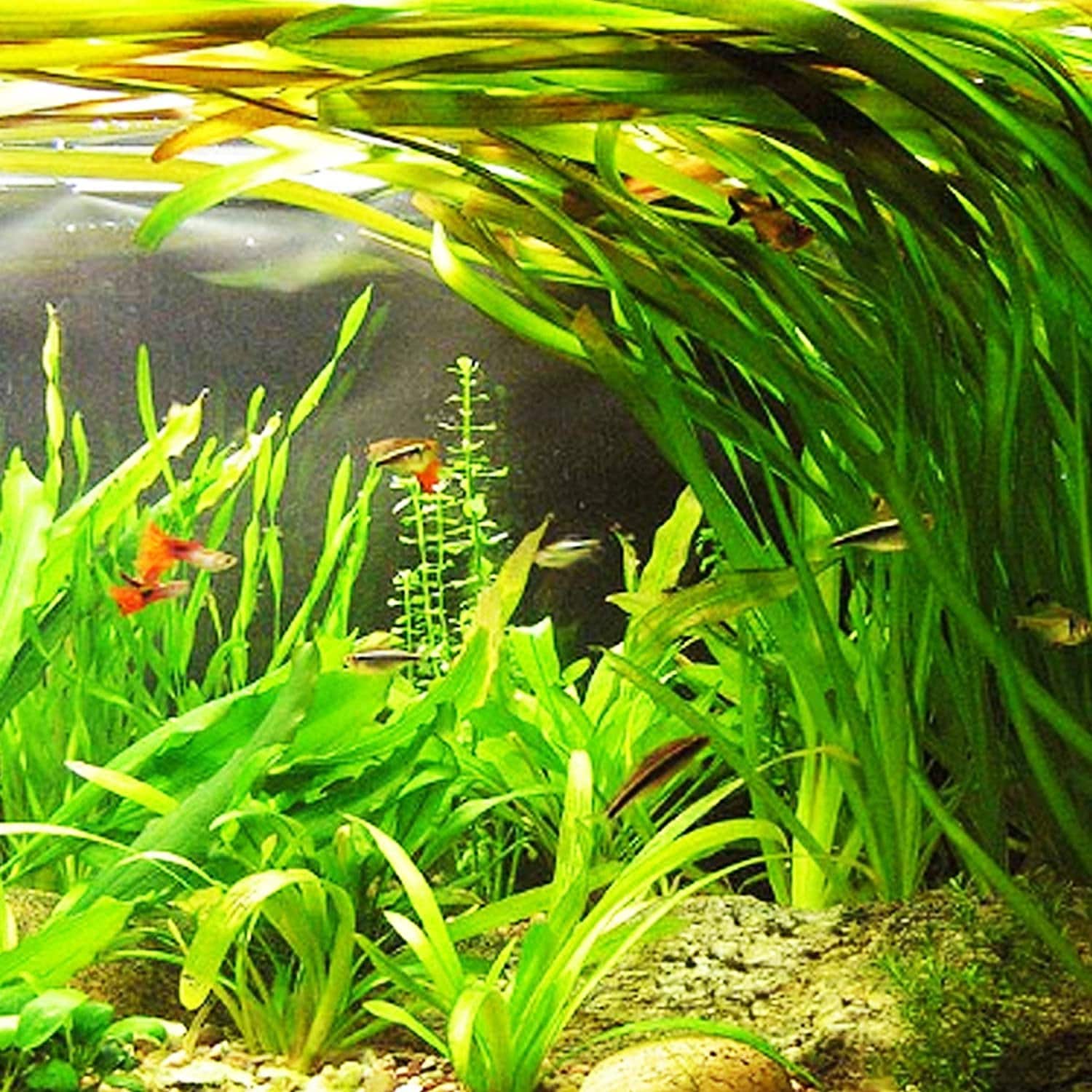 BUY 2 GET 1 FREE Jungle Val (Vallisneria Americana) — Florida Aquascaping