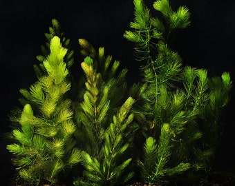 BUY 2 GET 1 FREE Hornwort-Coontail (Ceratophyllum Demersum)-Easy Live Aquarium Pond Aquatic Plant