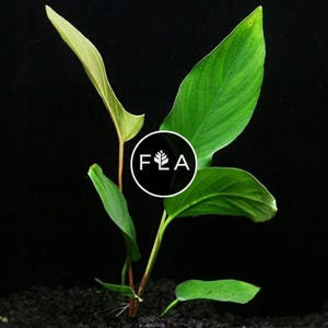 BUY 2 GET 1 FREE (Large!) Anubias Hastifolia-Easy Live Aquarium Pond Aquatic Plant