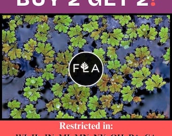 BUY 2 GET 2 FREE Azolla caroliniana (Fairy Moss, Mosquito Fern)-Easy Live Aquarium Pond Aquatic Plant