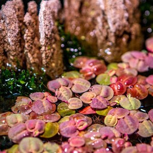 This plant is versatile and can adapt to various water conditions. Red Root Floater thrives in both still and slow-moving water, making it suitable for a range of aquatic environments, from small tanks to large ponds.