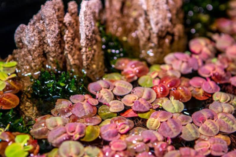 This plant is versatile and can adapt to various water conditions. Red Root Floater thrives in both still and slow-moving water, making it suitable for a range of aquatic environments, from small tanks to large ponds.