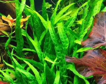 BUY 2 GET 1 FREE Java Fern 'Narrow Leaf' (Microsorum Pteropus "Narrow")-Easy Live Aquarium Pond Aquatic Plant
