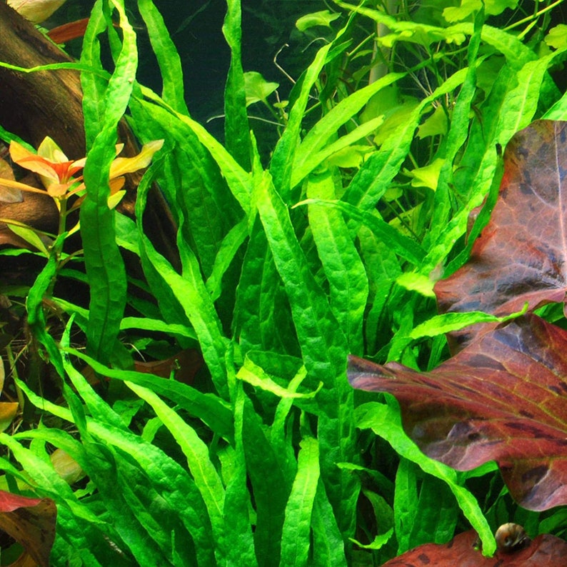 BUY 2 GET 1 FREE Java Fern 'Narrow Leaf' Microsorum Pteropus NarrowEasy Live Aquarium Pond Aquatic Plant image 1