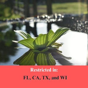 BUY 2 GET 1 FREE Water Lettuce-Easy Live Aquarium Pond Aquatic Plant