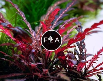 BUY 2 GET 1 FREE Hygrophila Pinnatifida-Easy Live Aquarium Pond Aquatic Plant