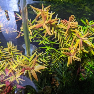 BUY 2 GET 1 FREE Rotala Vietnam H'Ra-Easy Live Aquarium Pond Aquatic Plant image 3