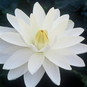 BUY 2 GET 1 FREE Nymphaea ‘Missouri’ Water Lily (Full Grown!)-Easy Live Aquarium Pond Aquatic Plant