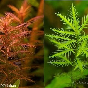 May include: Two close-up images of a type of aquatic plant. The first image shows the plant with a reddish-brown color. The second image shows the plant with a bright green color.