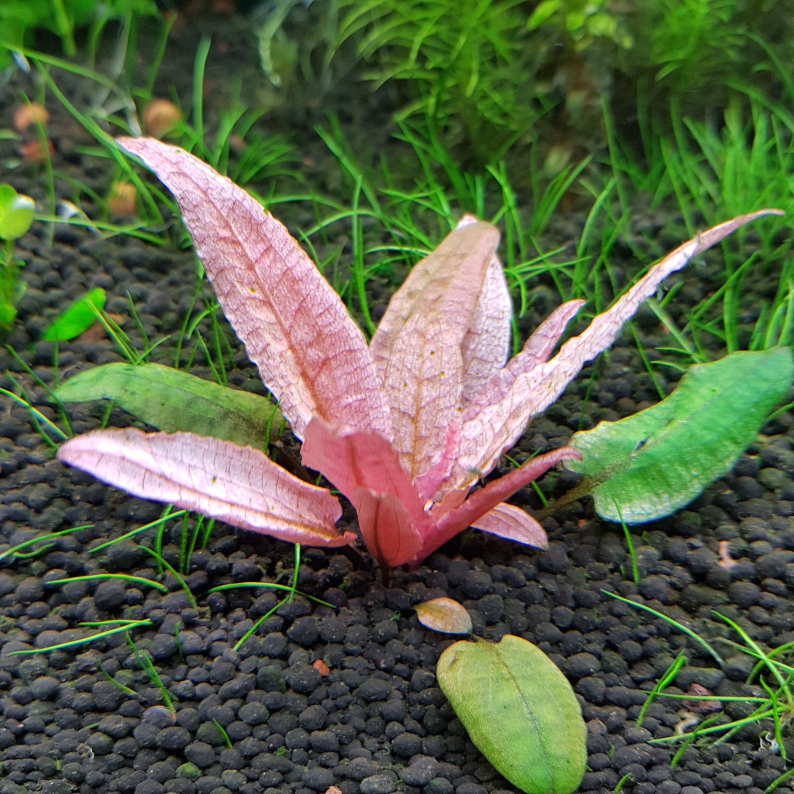 BUY 2 GET 1 FREE Cryptocoryne 'pink Flamingo'!-easy Live Aquarium Pond ...