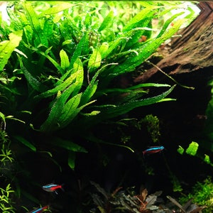 BUY 2 GET 1 FREE Java Fern 'Narrow Leaf' Microsorum Pteropus NarrowEasy Live Aquarium Pond Aquatic Plant image 5