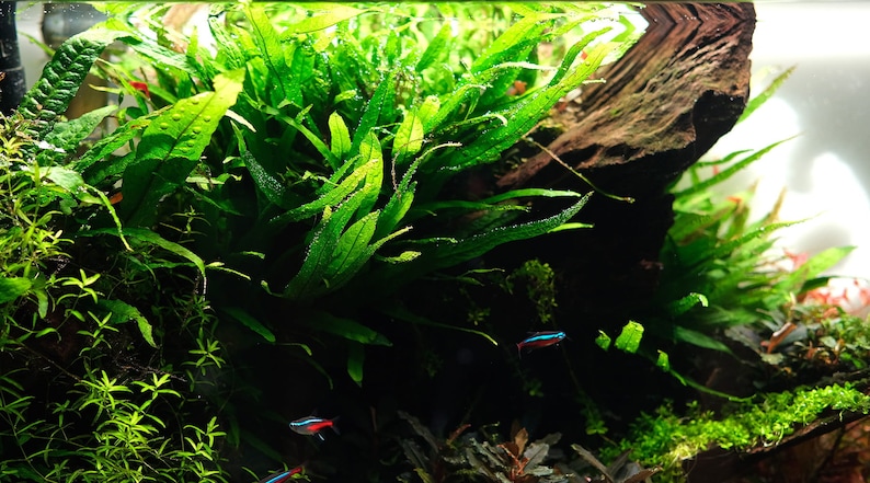BUY 2 GET 1 FREE Java Fern 'Narrow Leaf' Microsorum Pteropus NarrowEasy Live Aquarium Pond Aquatic Plant image 5